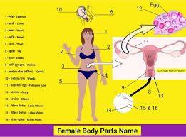 March 8, 2018april 9, 2014 by dictionary for kids. Female Body Parts Name In Hindi With Picture à¤®à¤œ à¤¦ à¤° à¤à¤µ à¤° à¤šà¤• à¤¤à¤¥ à¤¯ à¤• à¤¸ à¤¥