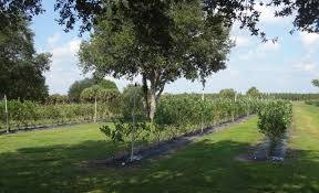 In 1986, i started looking around for a high value low acreage crop that i could grow to diversify from our citrus custom application business. Can I Grow Blueberries In South Florida Pick Me Yard