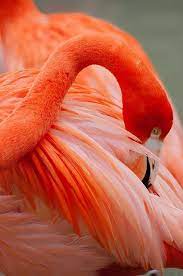 caribbean flamingo san diego zoo c sam scholes www flickr com photos pictobox 7367570410 beautiful birds flamingo birds