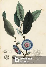 Image result for Napoleonaea