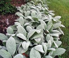 The roots aren't very dense, so the plants are easy to pull up. How To Grow Use Wooly Lamb S Ear New Life On A Homestead Plants Medicinal Plants Sensory Garden