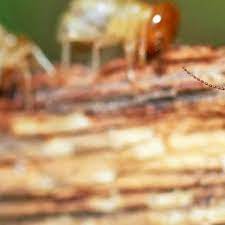 Bugs are gone exterminating provides residential and commercial pest control services for all of new york city. Bug B Gone Pest Control Pest Control Service