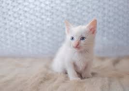 Pets and animals arlington 175 $. Blue Eyes White Siamese Kitten Novocom Top