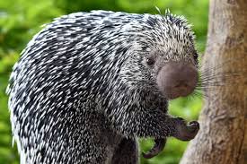 Brookfield Zoo Chicago - Prehensile-tailed porcupines like Quilbert don't  have the best eyesight but they make up for it with a great sense of smell.  Then again, with that boopable snoot, was