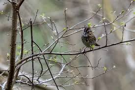 What's this bird. Arizona November 2024