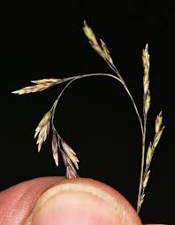 Image result for Poa schimperiana