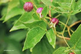 Pine voles can be a problem eating the crowns of clematis. Us Wildflower Leather Vasevine Leather Flower Vasevine Clematis Viorna