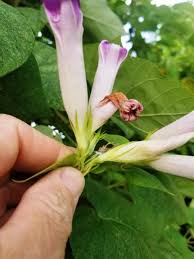 Image result for Hippocratea indica