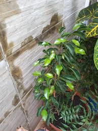 Image result for ficus benjamina en casa