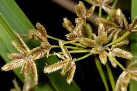 Image result for Cyperus tomaiophyllus
