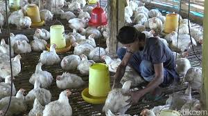 Hargaayambroiler #ayambroiler #peternakayambroiler #2020 harga ayam broiler minggu, 22 maret 2020 harga ayam broiler ini. Harga Ayam Rp 6 Ribu Kg Ini Yang Dilakukan Peternak Di Lamongan