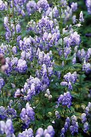 Aconitum Monkshood This Pretty Little Cottage Garden Plant Is Utterly Toxic But The Seed Is Freely A Plants Landscaping With Boulders Cottage Garden Plants