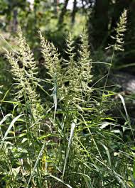 Image result for Urochloa marlothii
