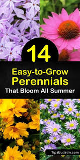 One perennial in particular blooms all summer long and makes an excellent filler flower with its traditional. 14 Easy To Grow Perennials That Bloom All Summer