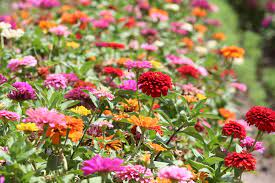 These plants grow in our(mostly) california garden in may. Summer Annuals Guide Top 10 In Southern California Install It Direct