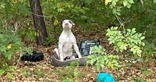 Puppy abandoned in the woods with all his belongings waits for someone to notice him