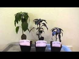 Even so, cfls are better in some situations. Grow Light Experiment Hid Vs Led Vs T5 Fluorescent Growing Tomatoes Indoors Growing Bulbs Growing Plants Indoors