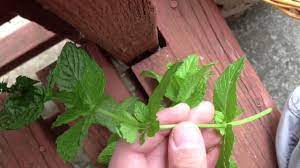 A few basic principles are all you need in order to keep the plant healthy. Harvesting Drying And Propagating Mint Youtube