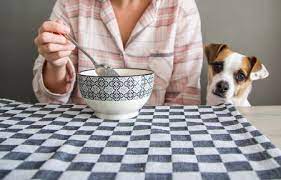 Can Dogs Eat Quinoa