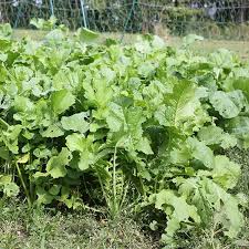 Image result for Brassica