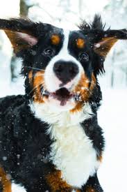 Sold your time with family for a soup bowl? Comedy Gold Chowder Dogs Bernese Mountain Dog Puppy Mountain Dogs