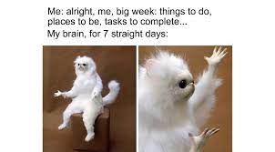 Top Laughing So Hard Cat Memes Cat Memes With Cameron Diaz Angry Cat Memes Cat Quotes Funny Funny Cat Memes