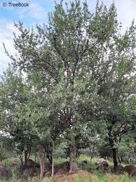 Image result for Pappea capensis