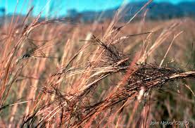 Image result for Heteropogon