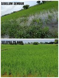 Ini bermaksud, semburan racun rumpai imidazolinone di sawah yang ditanam dengan varieti padi clearfield® mampu mengawal pertumbuhan keseluruhan spesies rumpai terutamanya padi angin, tetapi tidak membunuh padi clearfield®, malah padi ini tumbuh dengan sihat. Racun Rumpai Sawah Padi