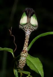 Image result for Ceropegia nilotica