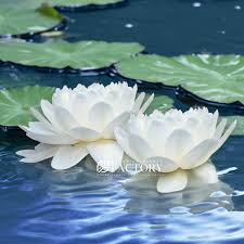 Image result for Nymphaea