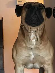 Parents are from pure voorslag bloodline and sabbs. Black Boerboel Puppies For Sale In Port Elizabeth