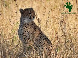 Image result for Ceratotheca integribracteata