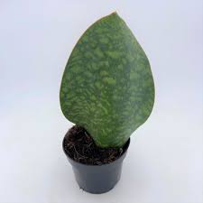 Find great deals on ebay for whale fin sansevieria. Sansevieria Masoniana Whale Fin Urban Jungle