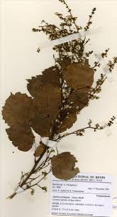 Image result for Agelaea pentagyna