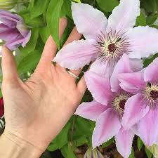 Clematis nelly moser in pot. Pin On Plants
