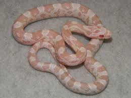Black And White Corn Snake Morph Snow Corn Snakes For Sale Buy A Snow Corn Snake Pictures Care Pho Corn Snake Pet Snake Corn Snakes For Sale