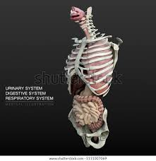 Medical Information Urinary System Digestive System Stock Illustration 1111007069