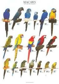 Birds Of North America Poster Amazon Pin On Birds Of A Feather