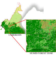 Image result for Cogniauxia podolaena