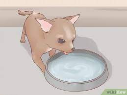 4 to 6 meals daily; How To Care For Your Chihuahua Puppy With Pictures Wikihow