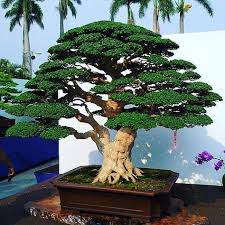 Bonsai I Ve Been Reading About How Important The Nebari Root Flare Is For A Bonsai Tree This Tree Has A Beautiful Root Fla Bonsai Baum Bonsai Indoor Garten