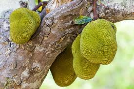 Image result for Artocarpus heterophyllus