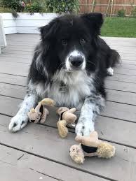Black And White Border Collie Mix Border Collie Samoyed Mix Happy Birthday Boo Boo The Dog Samoyed Dogs Dog Mixes