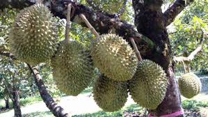 Harga buah durian di indonesia tergolong tinggi. Budidaya Durian Unggul Dan Tabulampot Durian Di Tanah Air