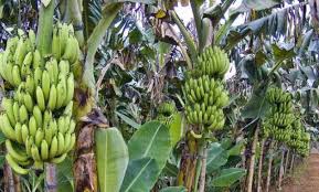 Senarai simbol & petunjuk peta lakar. Klasifikasi Dan Morfologi Tanaman Pisang Ilmu Pertanian