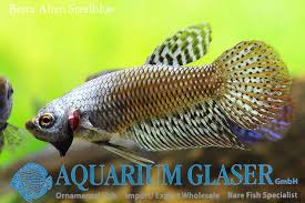 Franks bettas is on facebook. Stiktos Aquarium Glaser Gmbh