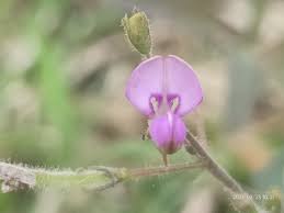 Image result for Desmodium scorpiurus