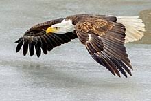 Bald Eagle Wikipedia