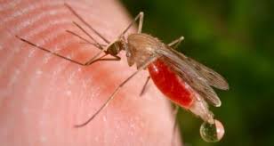 Image result for Mimusops aedificatoria